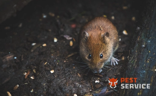 Дератизация в Чапаевске